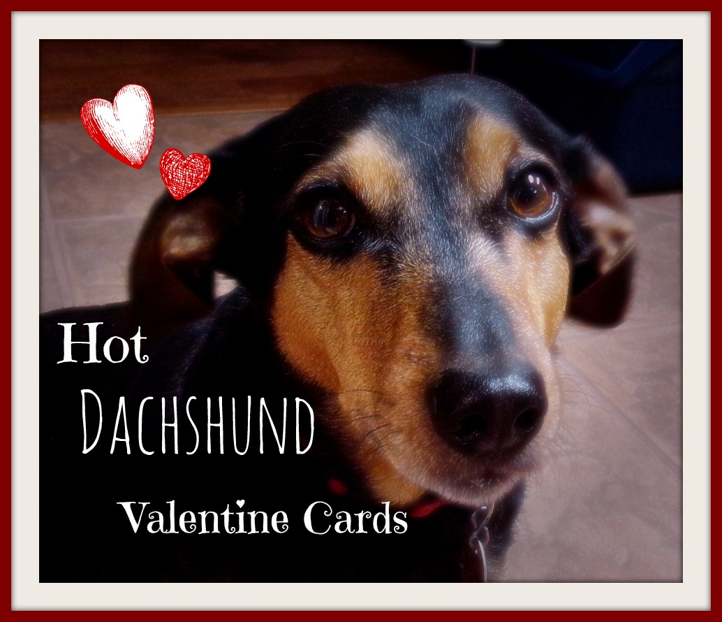 happy valentine day dachshund