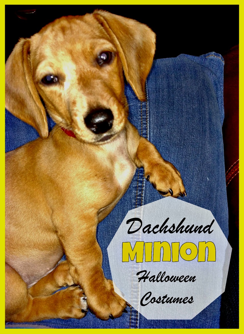 Your Wiener Wants a Dachshund Minion Costume (1)