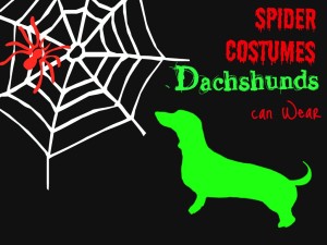 A Dachshund Spider Costume for your Little Hallowiener Social