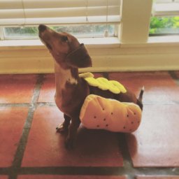 hot dog costumes dachshunds