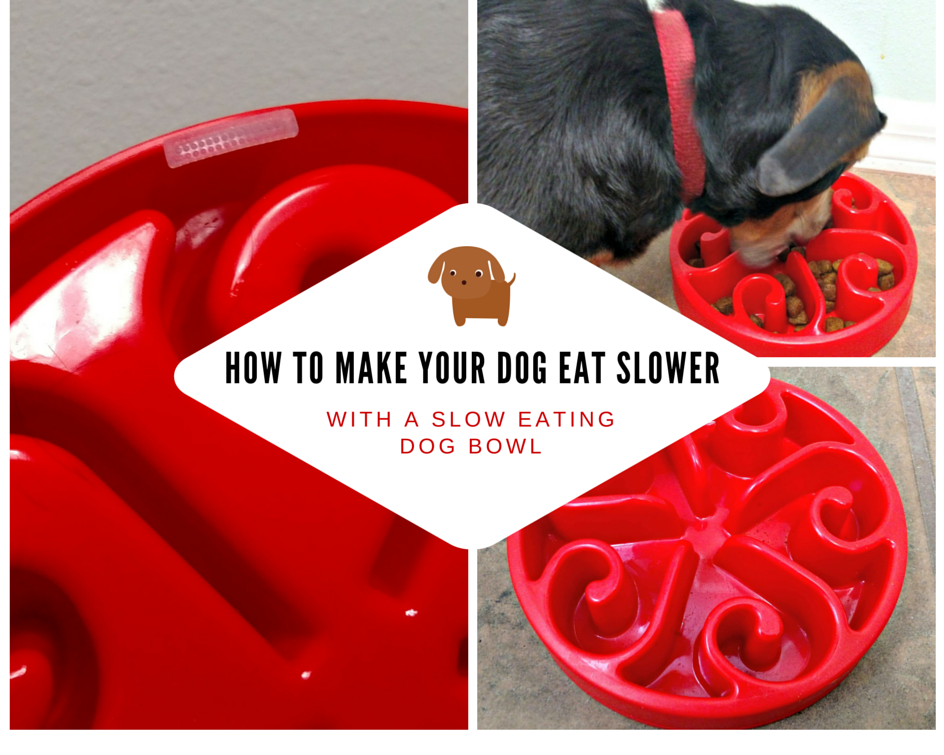 How to Make your Dog Eat Slower with a Slow Eating Dog Bowl