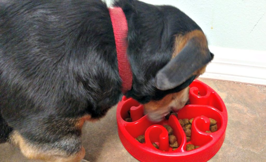 dog food bowls fast eaters